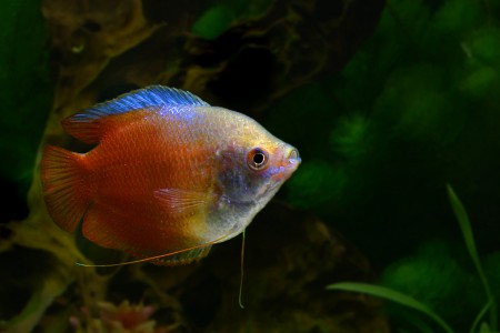 copyright R. Callewaert